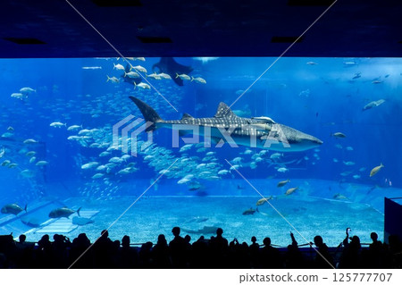 Whale sharks and tropical fish (Motobu Town, Okinawa Prefecture) 125777707