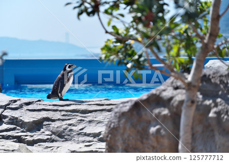 Magellanic penguins at the zoo Magellanic penguins at the zoo 125777712