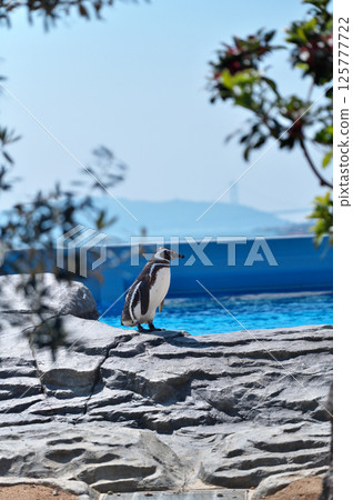 Magellanic penguins at the zoo 125777722