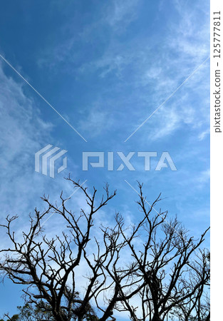 藍天和枯枝的輪廓 藍天和枯枝的輪廓 125777811