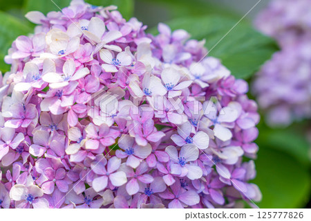 八月繡球花〜藍色花朵〜 125777826