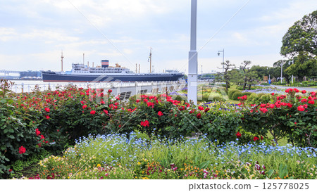 山下公園的春天 125778025