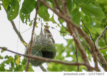 The yellow bird on Build nest from dry stick hay in nature 125778037