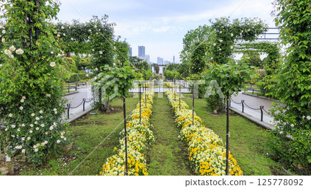 山下公園的春天 125778092