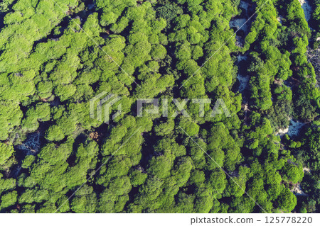 Mediterranean pine forest background. Top view 125778220