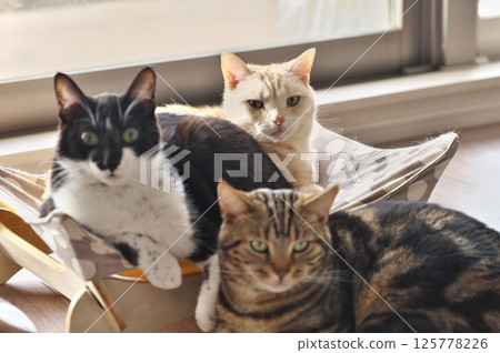 Domestic cat Domestic cat 125778226