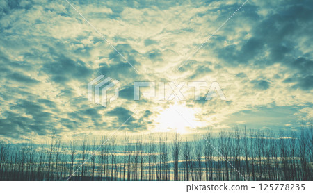 Beautiful young forest with magic light in the early morning. Nature landscape with dramatic cloudy morning sky 125778235