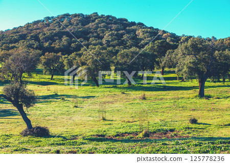 Plantation of cork oak trees on a sunny day. Natural background. Rural landscape 125778236