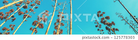 Silhouette of agaves trees against sunset sky. A row of agaves in bloom during sunset. Nature background Horizontal banner 125778303