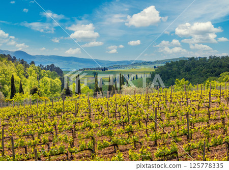 Grapevine plantation. Beautiful landscape of Tuscany. Mountain valley with blue sky, Italy, Europe 125778335