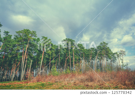 The edge of a pine forest in autumn in cloudy weather 125778342