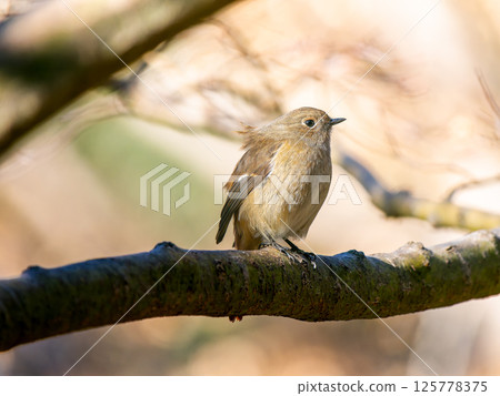 Yobitaki sticking to branches Yobitaki sticking to branches 125778375