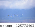 A group of pelicans 125778403