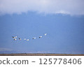 Flock of pelicans flying 125778406