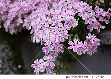 春天的花朵 春天的花朵 125778500
