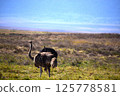 Ostrich looking at you in the savanna 125778581