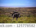 An ostrich pecking at the ground in the savanna 125778582