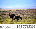 An ostrich paying close attention to its surroundings 125778584