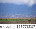 Herons flying over a hippopotamus 125778587