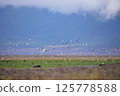 Hippos on the grassland and flying herons 125778588