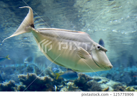 天狗魚和熱帶魚(沖繩縣本部町) 天狗魚和熱帶魚(沖繩縣本部町) 125778906