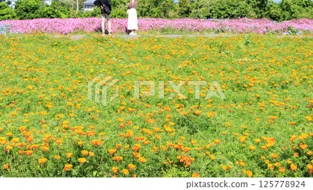 橫須賀市太陽之丘的春天－免費入場 125778924