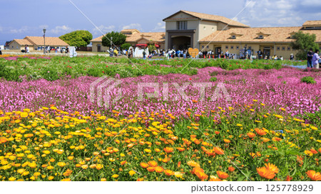 橫須賀市太陽之丘的春天-免費入場 橫須賀市太陽之丘的春天-免費入場 125778929