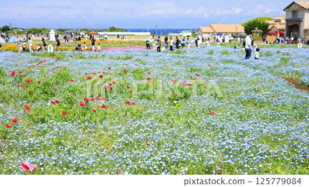 Spring at Soleil Hill in Yokosuka City - free admission Spring at Soleil Hill in Yokosuka City - free admission 125779084