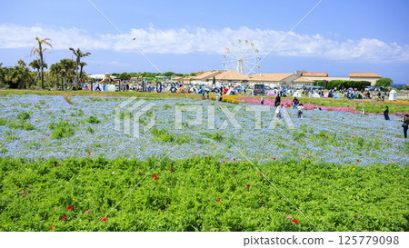 Spring at Soleil Hill in Yokosuka City - free admission 125779098