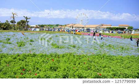 Spring at Soleil Hill in Yokosuka City - free admission Spring at Soleil Hill in Yokosuka City - free admission 125779099