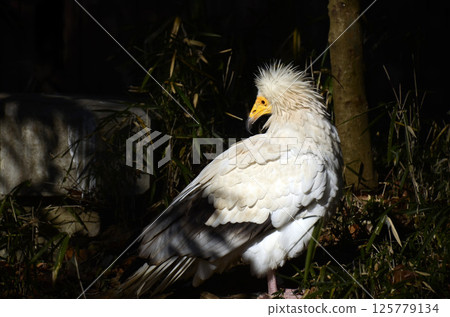 Egyptian Vulture Egyptian Vulture 125779134