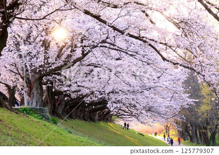 The Sewari-Tsutsumi embankment in Kyoto features a 1.4-kilometer-long line of splendid cherry trees blooming along the embankment separating the Uji River and the Kizu River. 125779307