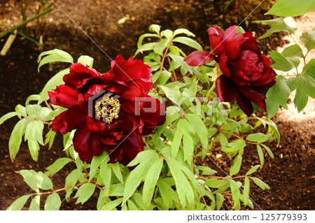 Red peonies blooming in the Ueno Toshogu Peony Garden in April (1) 125779393