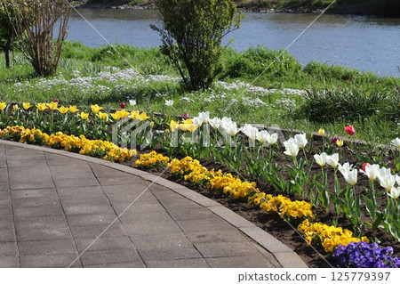 春天，河邊公園裡盛開著色彩繽紛的鬱金香和三色堇花 125779397