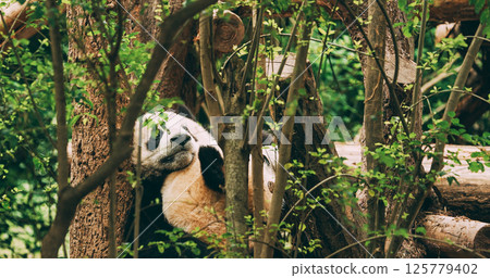 Giant Panda Climbs Tree. Cute Panda Paws Close-up View. Bear Or Simply, Is Bear Species Endemic To China. Panda Diplomacy. National Symbol Of China, Personifying Sincerity, Friendliness, Tolerance And 125779402