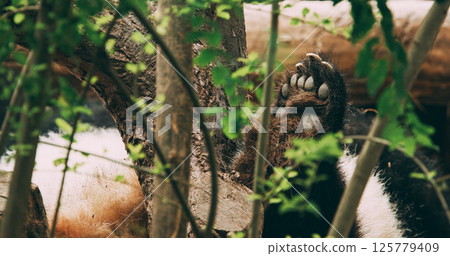 Giant Pandas Play. Cute Panda Face Close-up View. Bear Or Simply, Is Bear Species Endemic To China. Panda Diplomacy. National Symbol Of China, Personifying Sincerity, Friendliness, Tolerance And 125779409