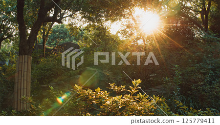 Chengdu, Sichuan, China. Chengdu Research Base. Sunny Day in Bamboo Grove 125779411