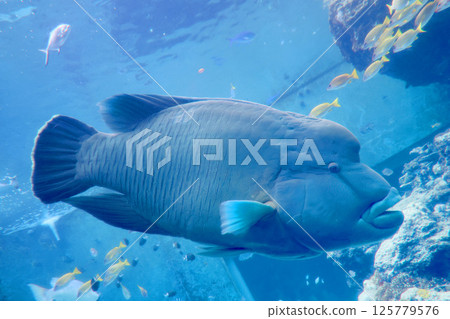 蘇眉魚等熱帶魚（沖繩縣本部町） 125779576