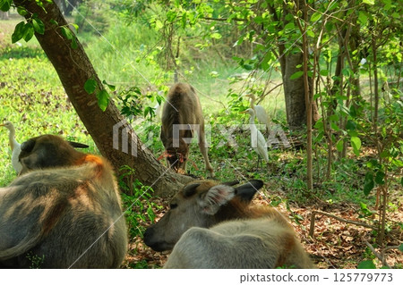 buffalo landscape.Thai buffalo herd standing in the meadow,Buffalo in the countryside thailand. A beautiful scenery buffalo landscape.Thai buffalo herd standing in the meadow,Buffalo in the countryside thailand. A beautiful scenery 125779773