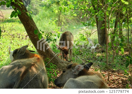buffalo landscape.Thai buffalo herd standing in the meadow,Buffalo in the countryside thailand. A beautiful scenery buffalo landscape.Thai buffalo herd standing in the meadow,Buffalo in the countryside thailand. A beautiful scenery 125779774
