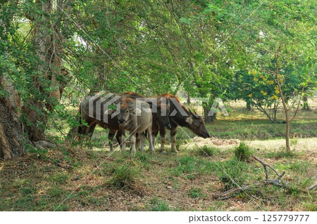 buffalo landscape.Thai buffalo herd standing in the meadow,Buffalo in the countryside thailand. A beautiful scenery  125779777