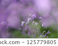 Hotokenoza flowers blooming in the spring field 125779805