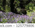 Purple flowers blooming in the forest 125779806