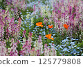 Colorful cosmos field 125779808