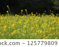 Yellow flower 125779809