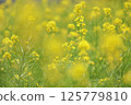 Rape blossoms bathed in spring light 125779810