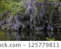 Wisteria flowers reflected in a pond 125779811