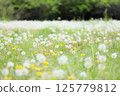 Dandelion fluff 125779812