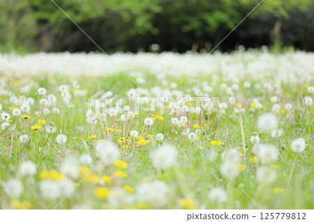 Dandelion fluff Dandelion fluff 125779812