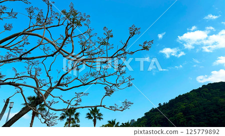 Blue sky, clouds, trees and mountains, Japanese landscape, Kashiwazaki City, Niigata Prefecture Blue sky, clouds, trees and mountains, Japanese landscape, Kashiwazaki City, Niigata Prefecture 125779892